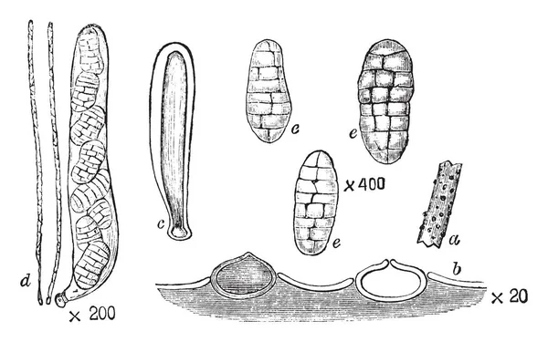 무대에서 Pleospora Herbarum의 이미지입니다 Pleospora Herbarum Pleosporaceae 가족에 팡이의 종입니다 — 스톡 벡터