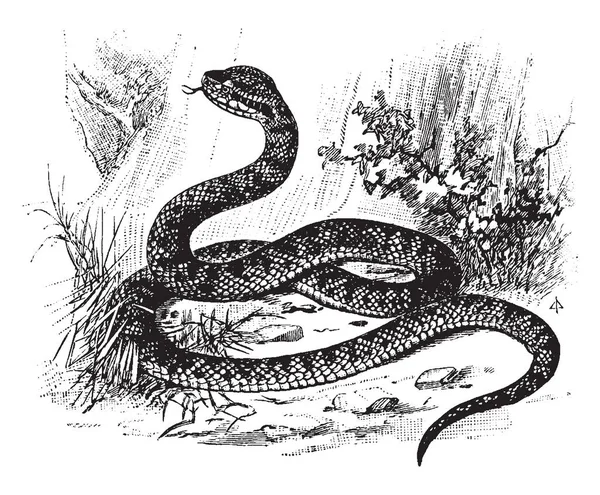 Serpiente Una Serpiente Muy Venenosa Que Encuentra Las Partes Más — Archivo Imágenes Vectoriales