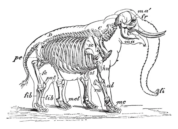 Esqueleto Elefante Africano Muy Básico Excepto Por Tamaño Peso Dibujo — Archivo Imágenes Vectoriales