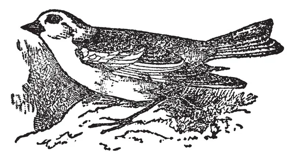 Nieve Bunting Que Distribuye Ampliamente América Eurasia Dibujo Línea Vintage — Archivo Imágenes Vectoriales