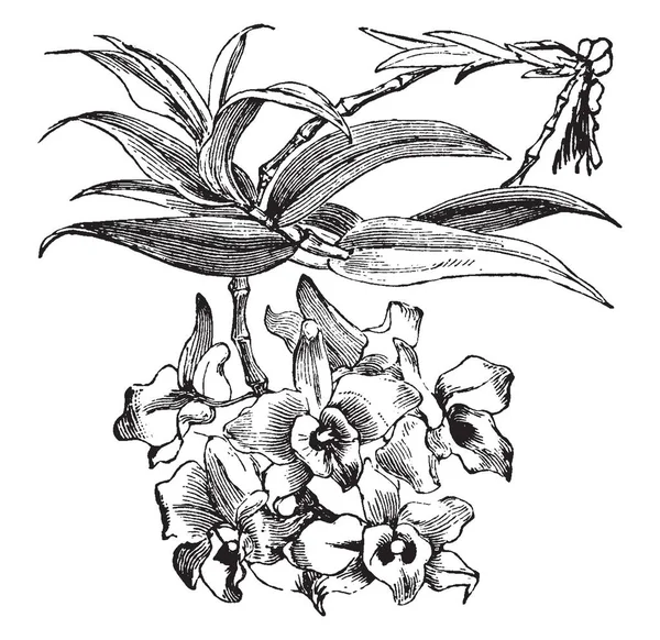 一张图片显示的是树突 它是兰花的一个巨大的属 它主要是栽培为它的秀丽 复古线图画或雕刻例证 — 图库矢量图片