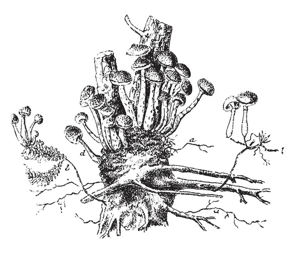 Tree Pine Mushroom Roots Plant Growing Group Tree Vintage Line — Stock Vector