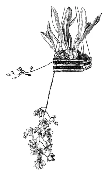 Снимок Сканера Растений Векторные Иллюстрации — стоковый вектор