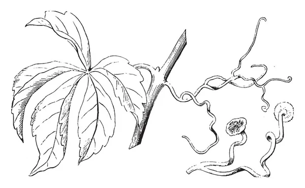 卷须是一种特殊的茎线状 叶子是化合物与五传单与锯齿边缘 复古线条画或雕刻插图 — 图库矢量图片