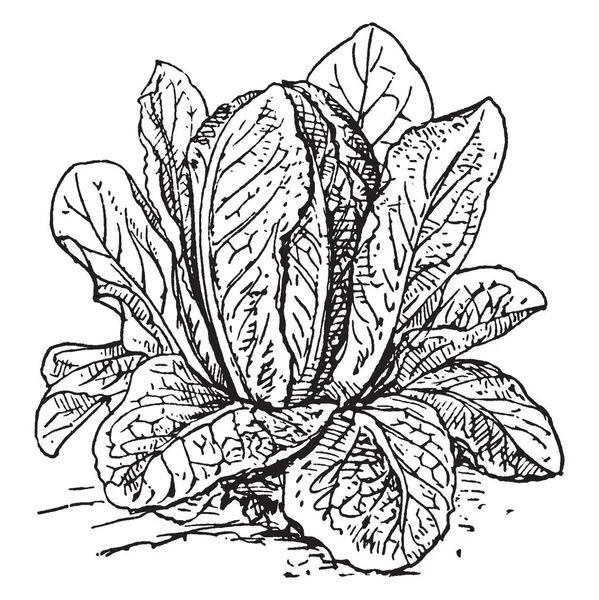 这是蔬菜的类型 叶子是长的 圆形的 其他的 非常致密的 树叶靠近陆地 所有叶子连接到树干 复古线条画或雕刻插图 — 图库矢量图片