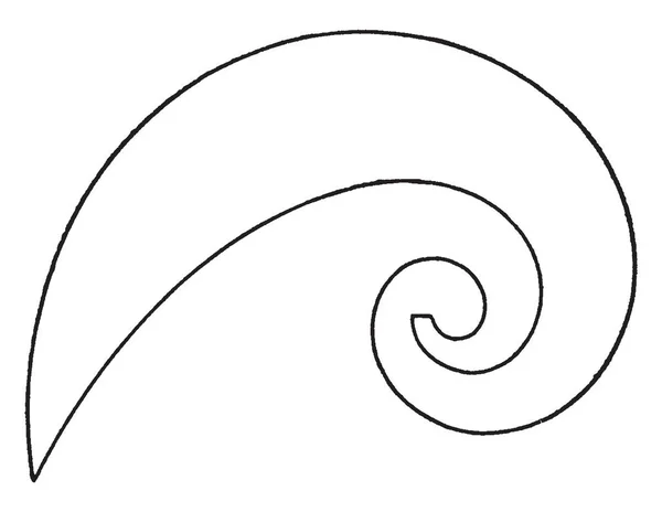 Logarithmic Spiral Curve French Curves Approximately Closely Shaped Cycloid Used — Stock Vector