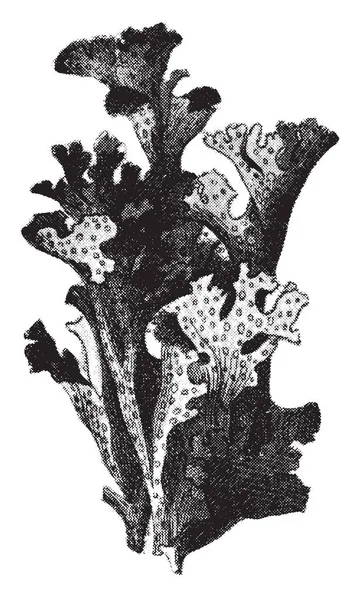 这是一个绿属 也被称为冰岛苔藓 它有一个浅栗色 它是有用的药用用途 复古线条画或雕刻插图 — 图库矢量图片