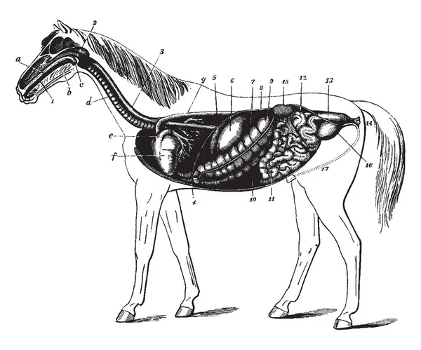 Digestive Apparatus Horse Which Digestive Complicated Factory Designed Process Small — Stock Vector