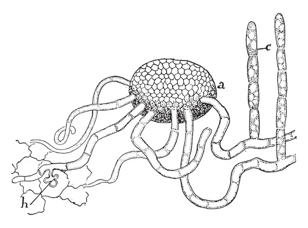 图像显示菌丝 此图像显示菌丝的放大视图 Ascocarp Perithecium 直立菌丝形成孢子或分生孢子 吸器穿透表皮的叶子 复古线条画或雕刻插图 — 图库矢量图片