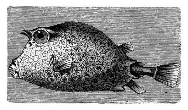 Trunkfish Illustrazione Incisa Epoca Vie Dans Nature 1890 — Vettoriale Stock