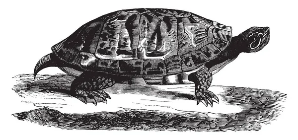 Terrapine Ventre Rouge Est Une Espèce Tortues Genre Pseudemys Famille — Image vectorielle