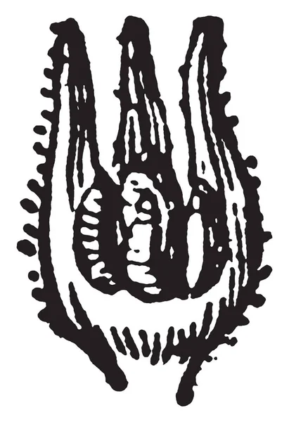 Κεντρική Άποψη Της Viper Του Bugloss Μια Φανταχτερή Αγριολούλουδο Ξηρό — Διανυσματικό Αρχείο