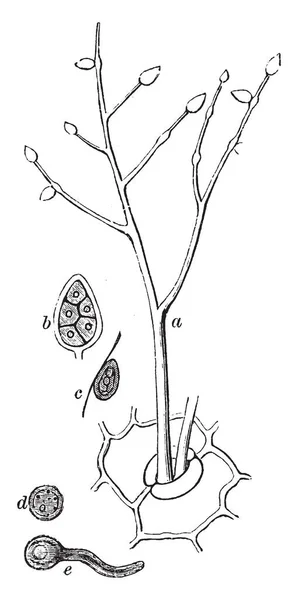 Phytopht ジャガイモ疫病菌の構造は 症状や病気の開発です ジャガイモに育つ ビンテージの線描画や彫刻イラスト縦展開 — ストックベクタ