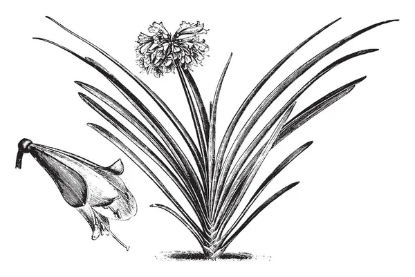 Afbeelding Van Een Plant Met Naam Imantophyllum Cyrtanthiflorum Tonen Grote — Stockvector