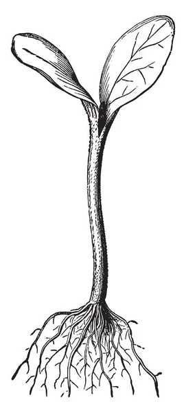 Kabak Fide Filiz Tohumdan Oluşturma Işlemine Birincil Aşamada Kökleri Toprak — Stok Vektör