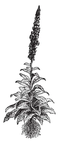 花の生産は背の高い茎で 鋼管です ストレート幹 ビンテージの線描画や彫刻イラストと根元の葉 — ストックベクタ