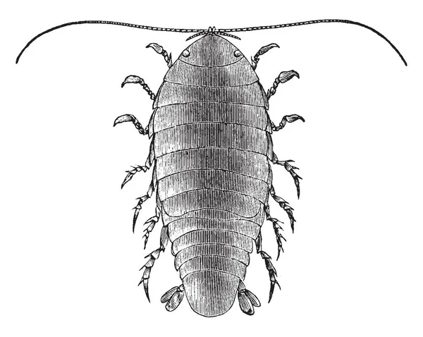 Benekli deniz işe yaramaz bir parazit kabuklu Cirolanidae Aile, vintage çizgi çizme veya oyma illüstrasyon olduğunu.