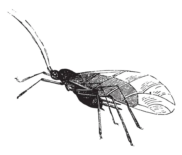 アブラムシとその幼虫 ヴィンテージには図が刻まれています 1880 動物の自然史 — ストックベクタ