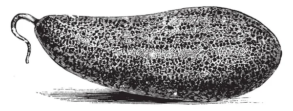 大規模なペルシャ メロン果実の図 ペルシャ メロンが細長い 洋ナシ形のミディアム サイズ ヴィンテージの線描画や彫刻イラスト果物 — ストックベクタ