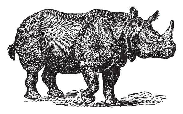Rhinoceros Indicus Single Horn Well Marked Folds Skin Vintage Line — Stock Vector