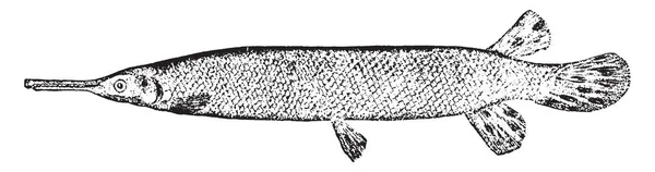 Gar Fish Corps Cylindrique Recouvert Écailles Osseuses Rhomboïdales Dessin Ligne — Image vectorielle