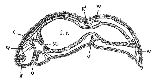 Stenostoma는 달팽이 Eulimidae 빈티지 드로잉 그림에서에서 Gastropod 동물의 — 스톡 벡터
