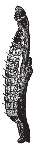 Cutworms Larwy Kilka Gatunków Nocy Latające Motyle Rodziny Noctuidae Vintage — Wektor stockowy
