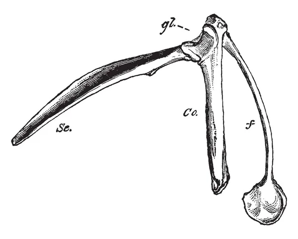 Pectoral Arch ของนกท ดลงด านล างใน Hypocleideum ภาพวาดเส นเทจหร อแกะสล — ภาพเวกเตอร์สต็อก