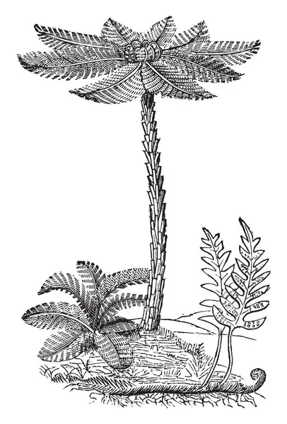 树蕨类植物不寻常的树干由一根细细的茎组成 茎被厚实的纤维状根 复古线条画或雕刻插图所包围 — 图库矢量图片