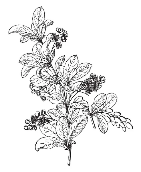 Arbusto Berberis Amurensis Alto Largo Las Flores Nacen Racimo Dibujo — Vector de stock