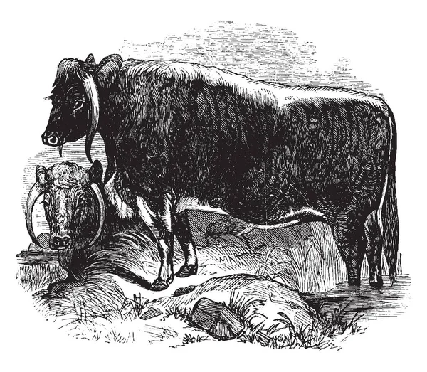 Bu resim uzun boynuzlu öküz, vintage çizgi çizme veya oyma illüstrasyon temsil eder..