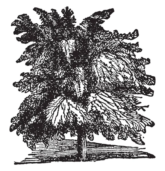 タマリンドの木 マメ科 ビンテージの線描画や彫刻イラストの熱帯木の図 — ストックベクタ