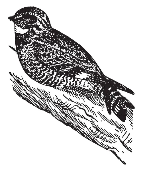 Nighthawk Est Membre Famille Des Chèvres Dessin Ligne Vintage Illustration — Image vectorielle