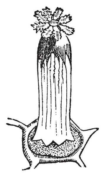 Alcyonium Digitatum Som Tillhör Klass Djurrelaterade Vintage Linje Ritning Eller — Stock vektor