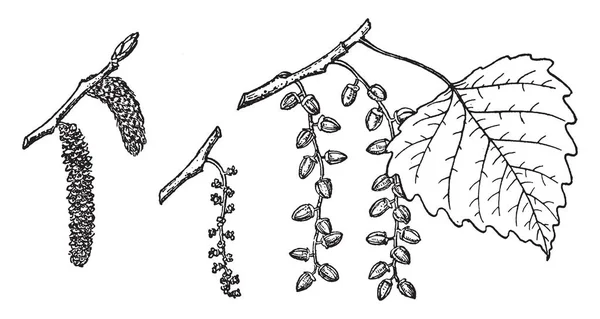 Zweige Aus Fremont Baumwolle Vintage Linienzeichnung Oder Gravur Illustration — Stockvektor