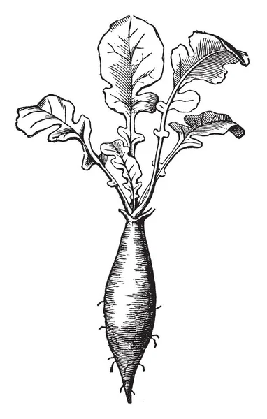 これは 大根の根です 大抵シャキシャキ サラダ野菜として食べられます ラディッシュの根があるシャープな味 ビンテージの線描画や彫刻イラスト — ストックベクタ