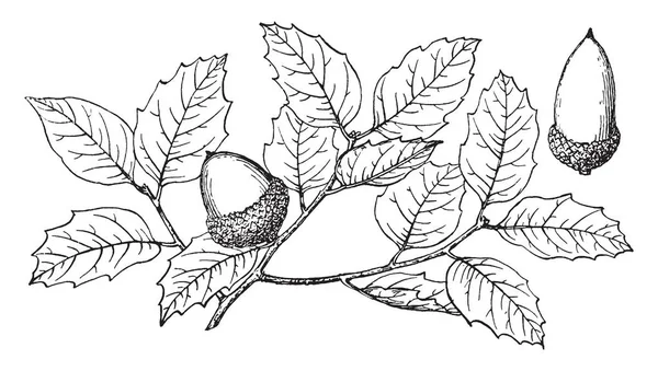 Tym Ramki Jest Drzewem Nazwie Quercus Charousoslipis Cienkie Oprysków Liści — Wektor stockowy