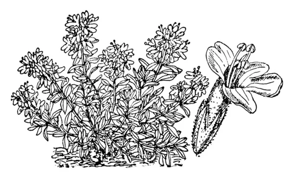 Micromeria Piperella Piante Fiore Della Famiglia Menta Cresce Pochi Centimetri — Vettoriale Stock