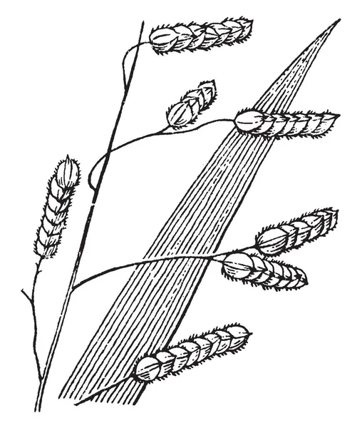 Esta Imagen Leersia Spikelets Son Muy Fuertes Aplanados Dibujo Línea — Vector de stock