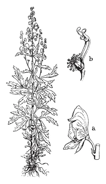 Imagen Planta Floreciente Aconite Las Hojas Color Verde Oscuro Cada — Archivo Imágenes Vectoriales