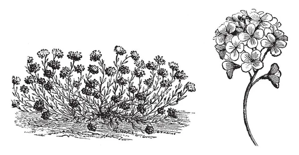 Las Flores Aethionema Cordifolium Son Pequeñas Las Hojas Están Llenas — Archivo Imágenes Vectoriales