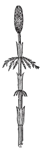 Képen Látható Felső Részét Zsurló Equisetum Sylvaticum Néven Ismert Északi — Stock Vector