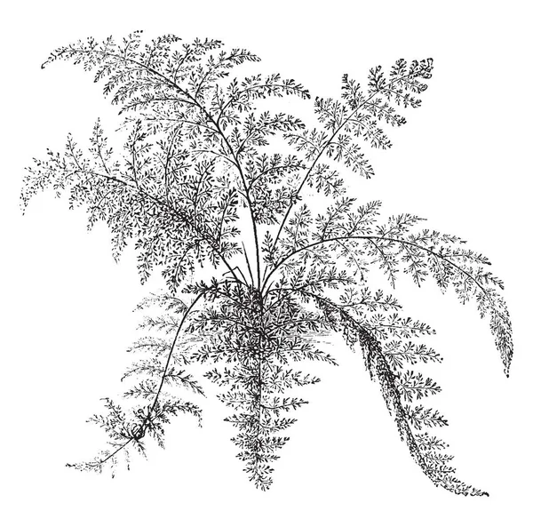 Gymnogramme Schizophylla 它有非常小的叶子和 Fibrerous 叶子优雅拱和非常精细切割 复古线条画或雕刻插图 — 图库矢量图片