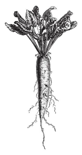 それは野菜ともフルーツです それは 地下で育ちます 葉は上側 ビンテージの線描画や彫刻イラストで育っています — ストックベクタ