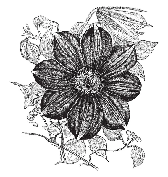 Imagen Planta Clematis Lawsoniana Está Mostrando Sección Flores Las Flores — Vector de stock