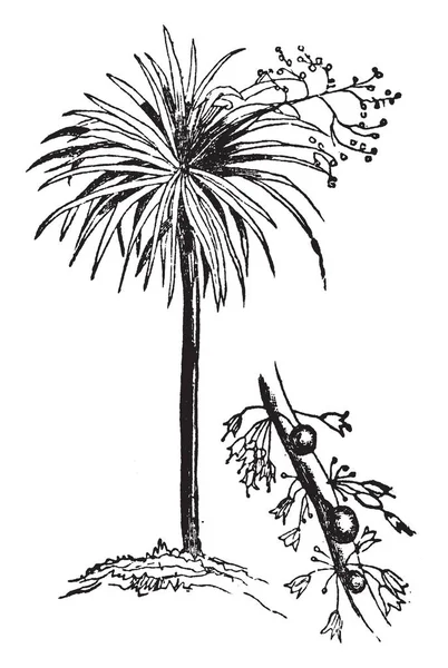 Bild Eines Langen Hohen Drachenbaums Bild Haben Auch Stamm Des — Stockvektor