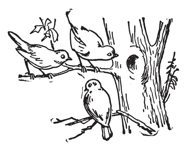 Card Has Birds Card Represents Three Birds Sit Tree Branch — Stock Vector