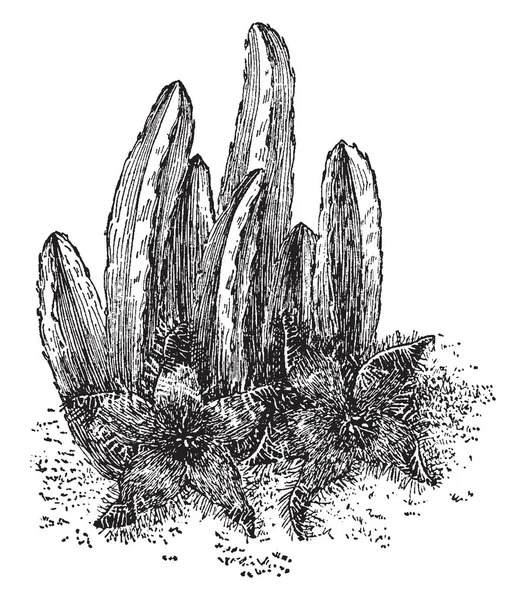 Stapelia Grandiflora Uma Planta Forma Cacto Tufado Com Flores Grandes — Vetor de Stock