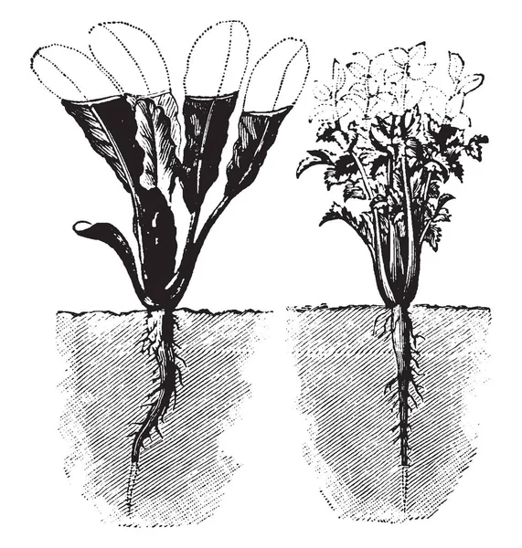Illustration Represents Shearing Root Vintage Line Drawing Engraving Illustration — Stock Vector