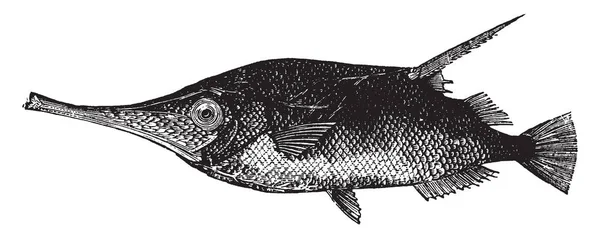 Trumpetfish Comprimento Cinco Polegadas Desenho Linha Vintage Gravura Ilustração —  Vetores de Stock